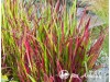 Imperata ritininė ,Red Baron' (lot. Imperata cylindrica) Imperata ritininė ,Red Baron' (lot. Imperata cylindrica)